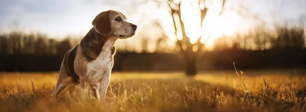 Beagle in der Natur