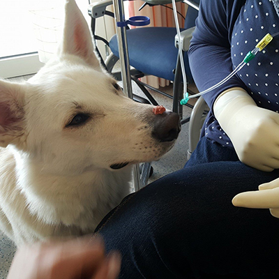 Therapiehund mit Leckerlie auf der Nase sitzt vor einer Person