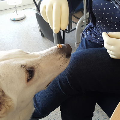 Therapiehund mit Leckerlie auf der Nase sitzt vor einer Person