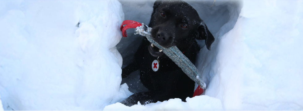 Rettungshund im Schnee