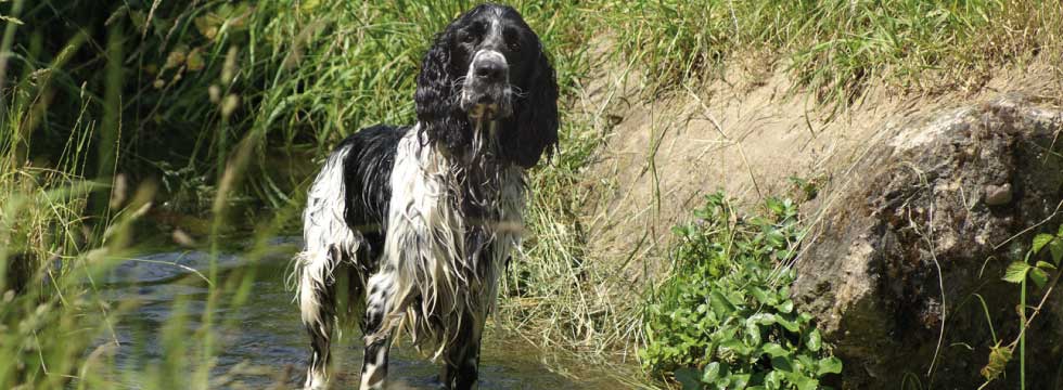 Nasser Hund mit langem Fell steht im Wasser